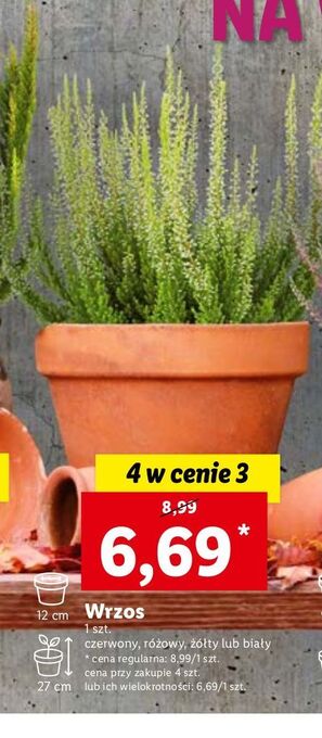 Lidl Wrzos 12 cm biały oferta