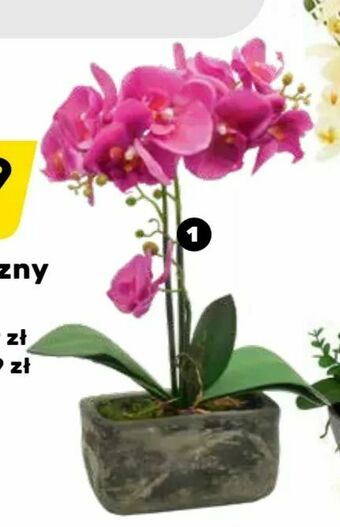 Bricomarche Storczyk sztuczny oferta