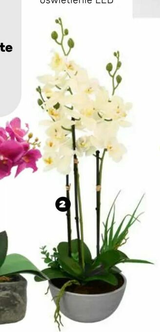 Bricomarche Storczyk sztuczny oferta