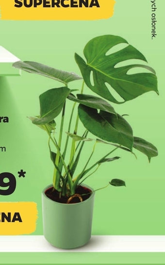 Netto Roślina netto oferta