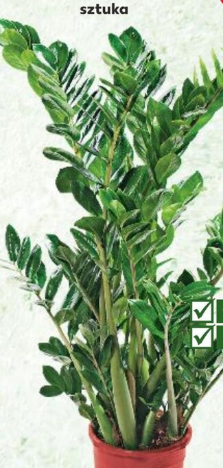 Kaufland Roślina doniczkowa oferta