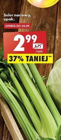 Biedronka Seler naciowy oferta