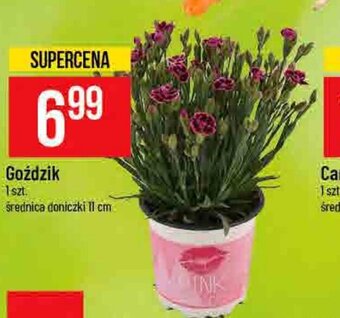 Polomarket Goździk oferta