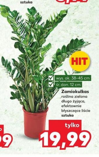 Kaufland Zamiokulkas 12 cm oferta