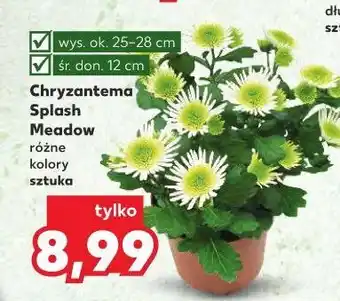 Kaufland Chryzantema splash w don. 12 cm oferta