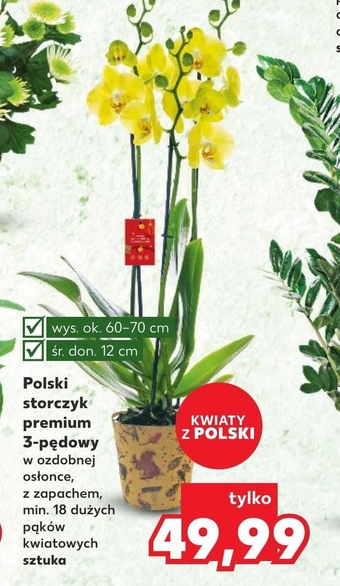 Kaufland Storczyk kaufland oferta