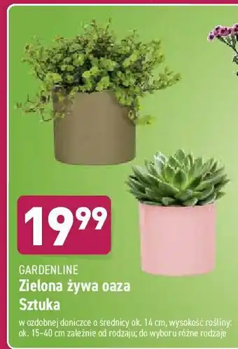 ALDI Oaza zielona żywa 14 cm 1 SZT oferta