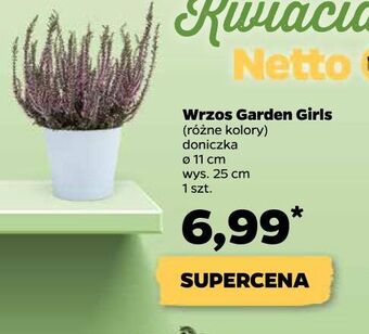 Netto Wrzos garden girls oferta