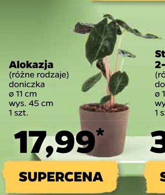 Netto Alokazja oferta
