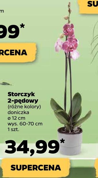 Netto Storczyk 2-pędowy oferta