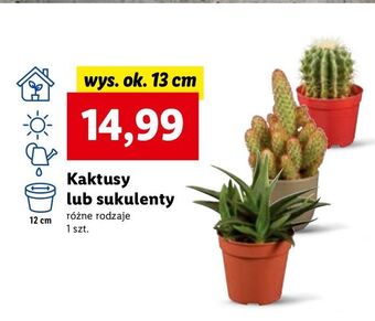 Lidl Kaktus 13 cm oferta