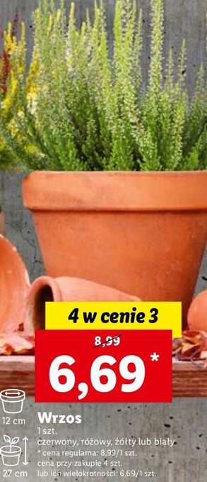 Lidl Wrzos różowy 12 cm oferta