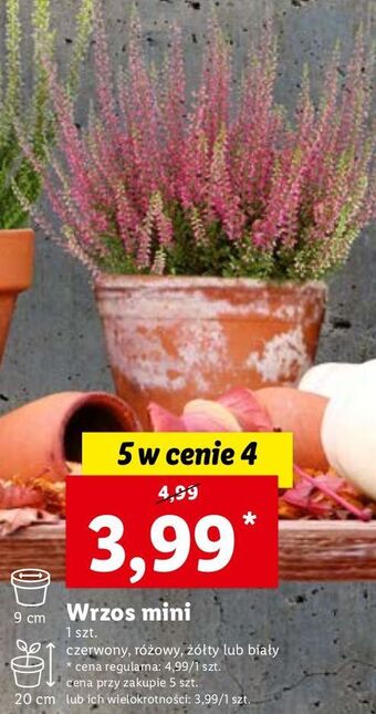 Lidl Wrzos mini różowy 20 cm oferta