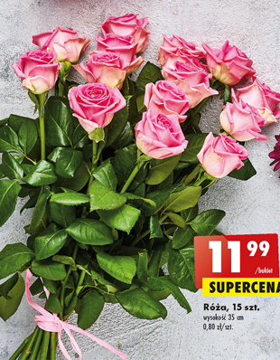 Biedronka Róża oferta
