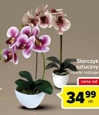 Carrefour Storczyk oferta