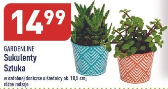 ALDI Sukulent garden line oferta