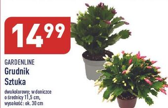 ALDI Grudnik w donicy 11.5 cm garden line oferta