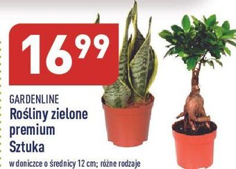 ALDI Rośliny zielone don. 12 cm garden line oferta