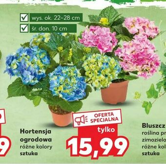 Kaufland Hortensja ogrodowa oferta