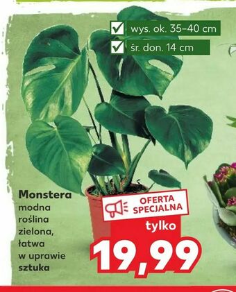 Kaufland Monstera oferta