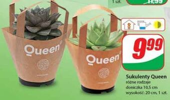 Dino Sukulent queen oferta