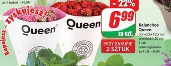 Dino Kalanchoe queen 10.5 cm doniczka oferta