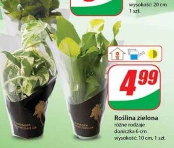 Dino Roślina zielona oferta