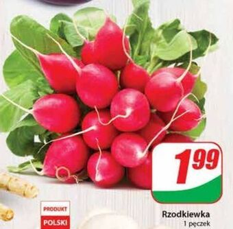 Dino Rzodkiewka oferta