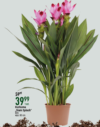 E.Leclerc Kwiat oferta