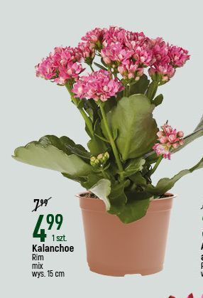 E.Leclerc Kalanchoe rim kowalczyk oferta