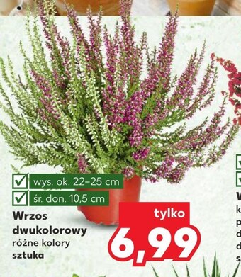 Kaufland Wrzos kaufland oferta