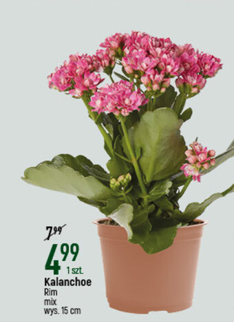 E.Leclerc Kwiat oferta