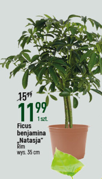 E.Leclerc Kwiat oferta