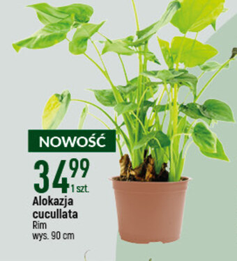 E.Leclerc Kwiat oferta