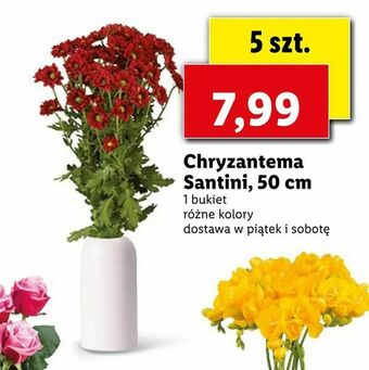 Lidl Chryzantema Santini, 50 cm oferta
