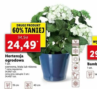 Lidl Hortensja ogrodowa oferta