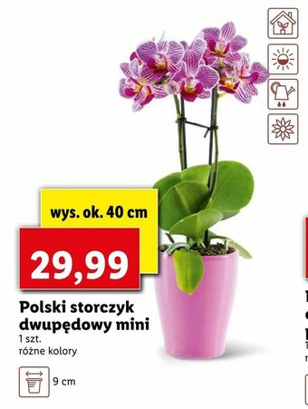 Lidl Polski storczyk dwupędowy mini oferta