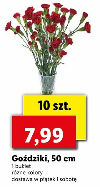 Lidl Goździki, 50 cm oferta