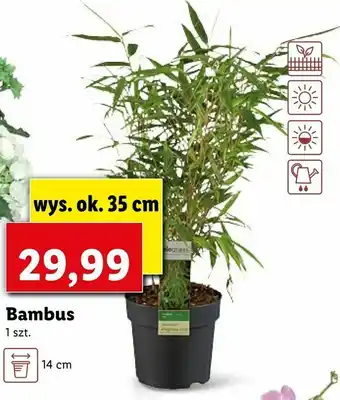 Lidl Bambus oferta