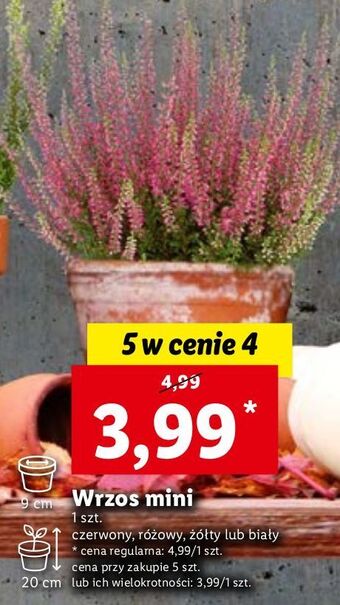 Lidl Wrzos mini różowy 20 cm oferta
