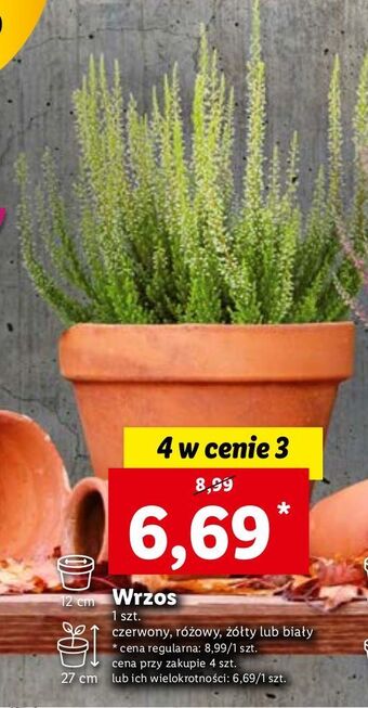 Lidl Wrzos 12 cm różowy oferta
