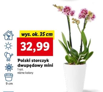 Lidl Storczyk dwupędowy oferta