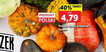 Lidl Dynia ozdobna oferta