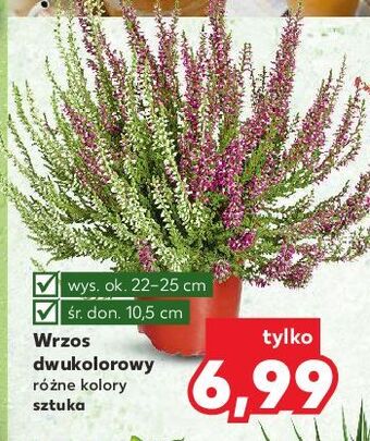Kaufland Wrzos dwukolorowy oferta