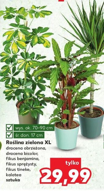 Kaufland Dracena bicolor oferta