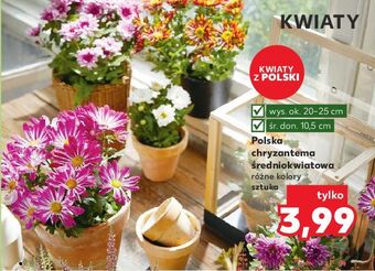 Kaufland Chryzantema średniokwiatowa w doniczce 10.5 cm oferta