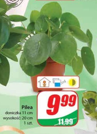 Dino Roślina dino oferta