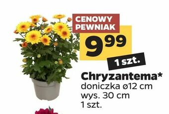 Netto Chryzantema oferta