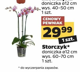 Netto Storczyk oferta