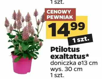 Netto Ptilotus exaltatus oferta